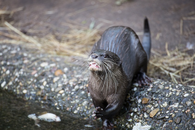 Zoom-In 6D-IMG_5728.jpg