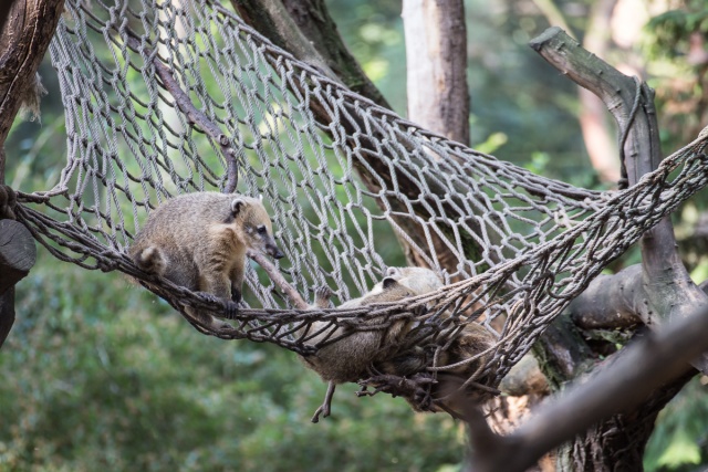 Zoom-In 6D-IMG_5738.jpg