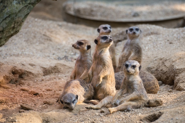 Zoom-In 6D-IMG_5740.jpg