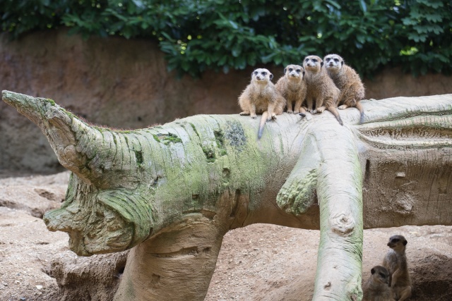 Zoom-In 6D-IMG_5743.jpg