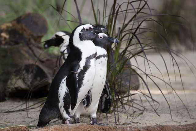 Zoom-In 6D-IMG_5756.jpg