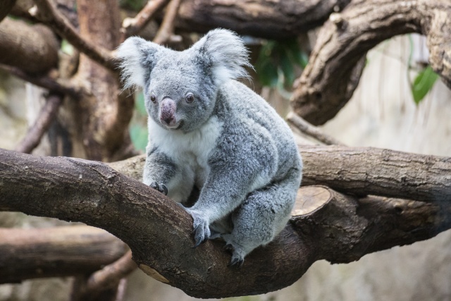 Zoom-In 6D-IMG_5783.jpg