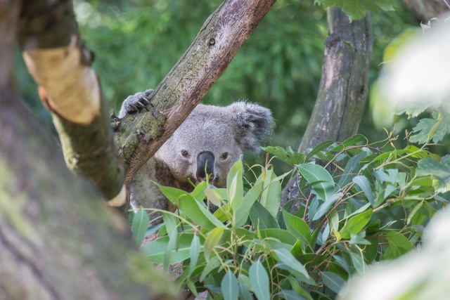 Zoom-In 6D-IMG_5792.jpg